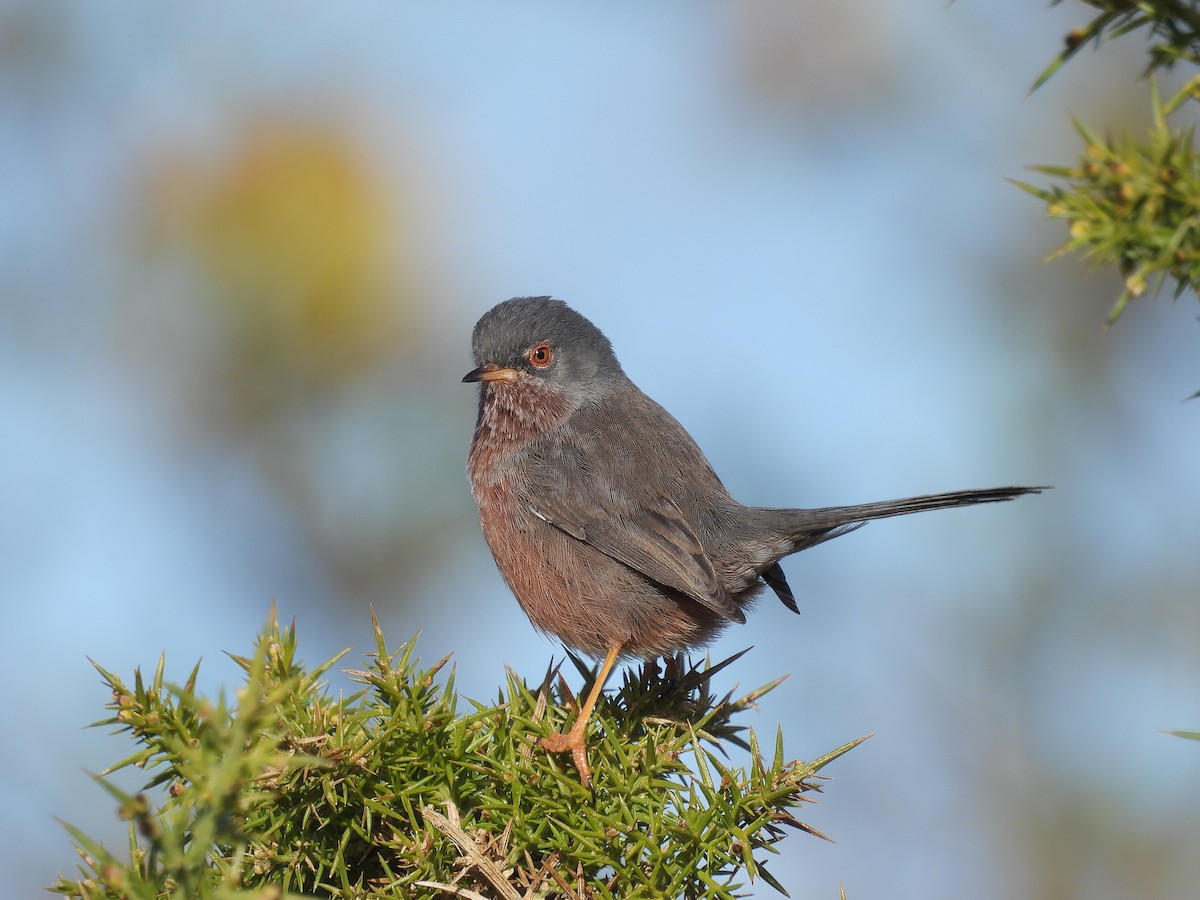 Magnanina comune - ML646129000