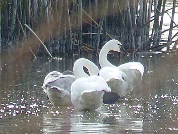 Гунгар хун - ML646129004