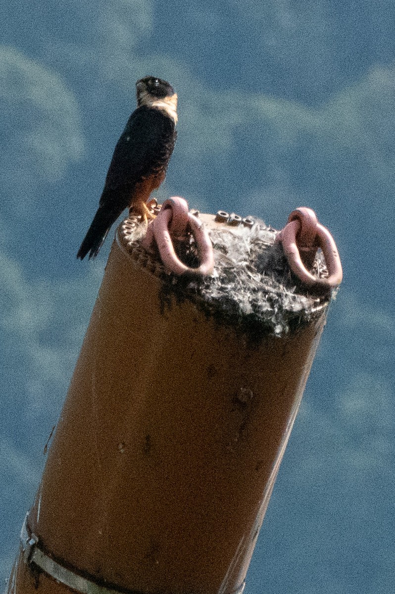 Bat Falcon - ML646129005