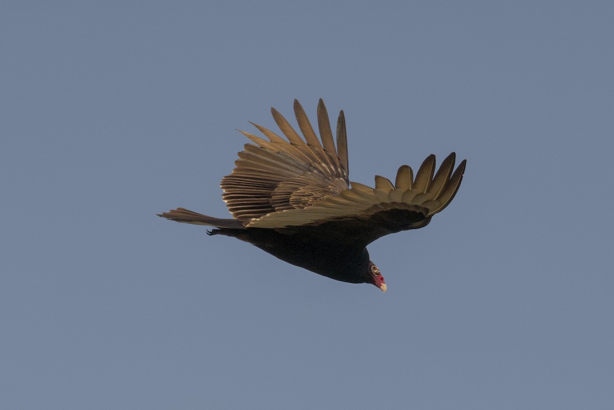 Turkey Vulture - ML646129007