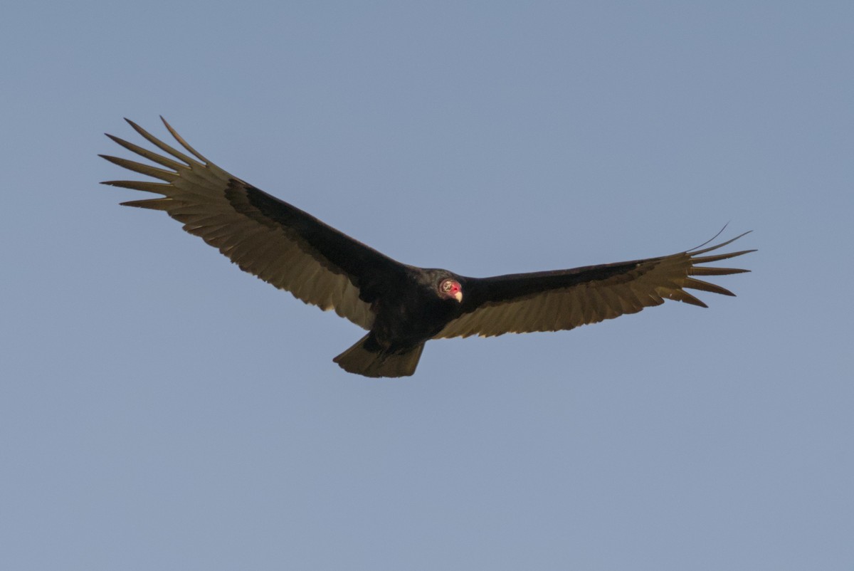Turkey Vulture - ML646129008