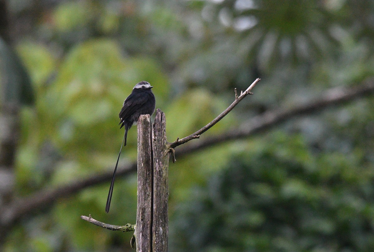 シラガフタオタイランチョウ - ML646129011