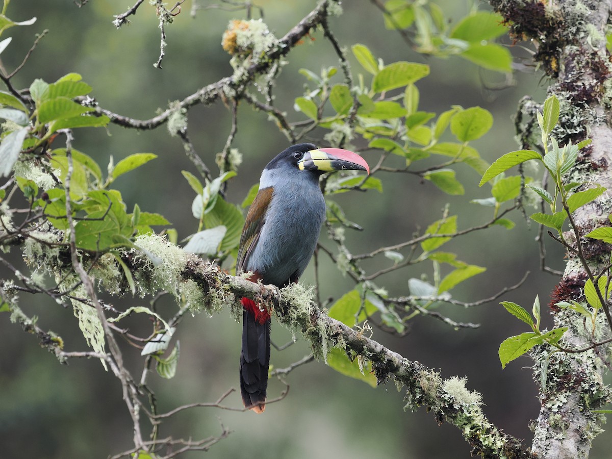 Gray-breasted Mountain-Toucan - ML646129012