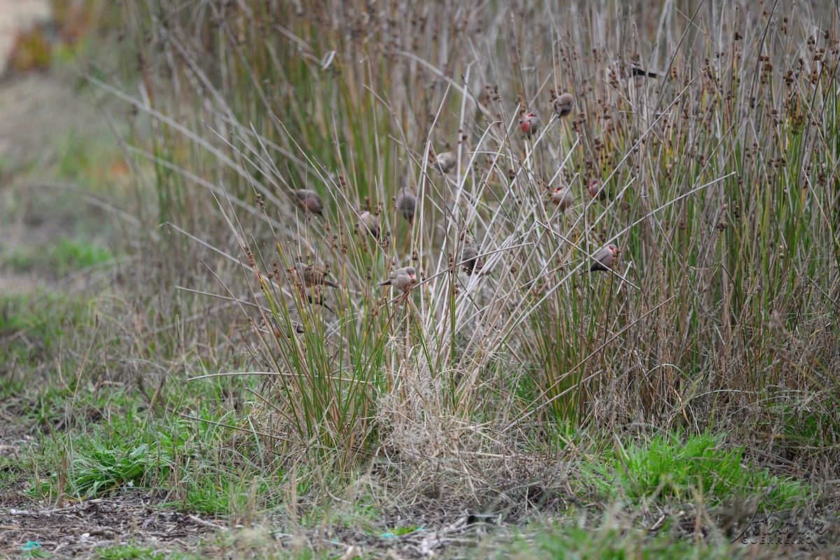 Common Waxbill - ML646129014