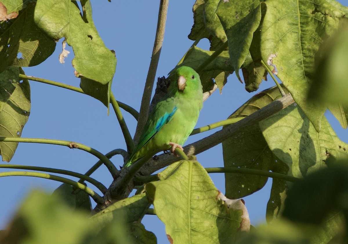 Cotorrita Aliturquesa - ML646129015