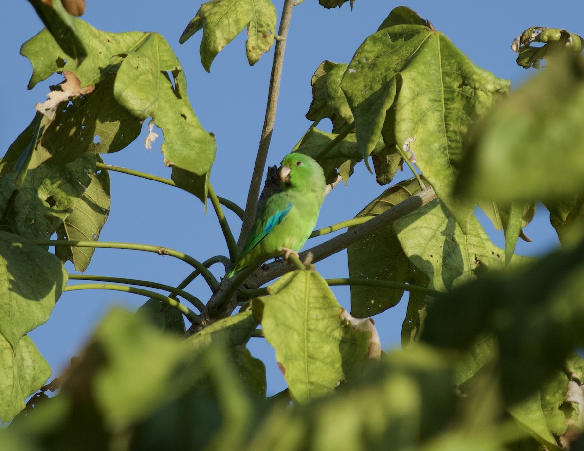Cotorrita Aliturquesa - ML646129019