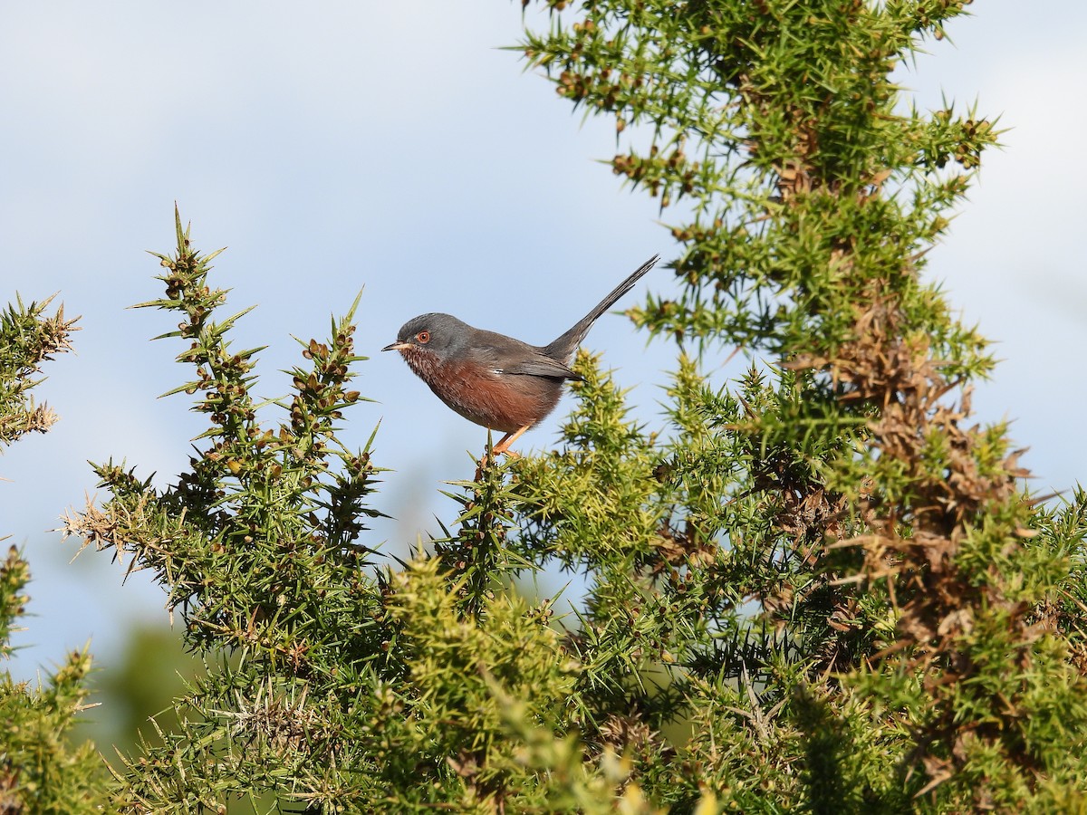 Magnanina comune - ML646129024