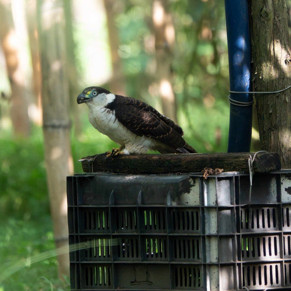 Hook-billed Kite - ML646129025