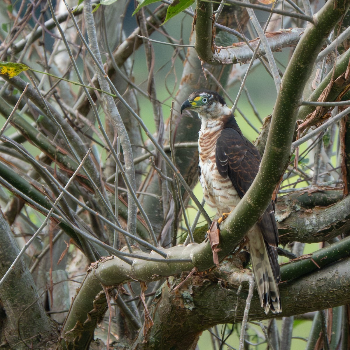 Hook-billed Kite - ML646129026
