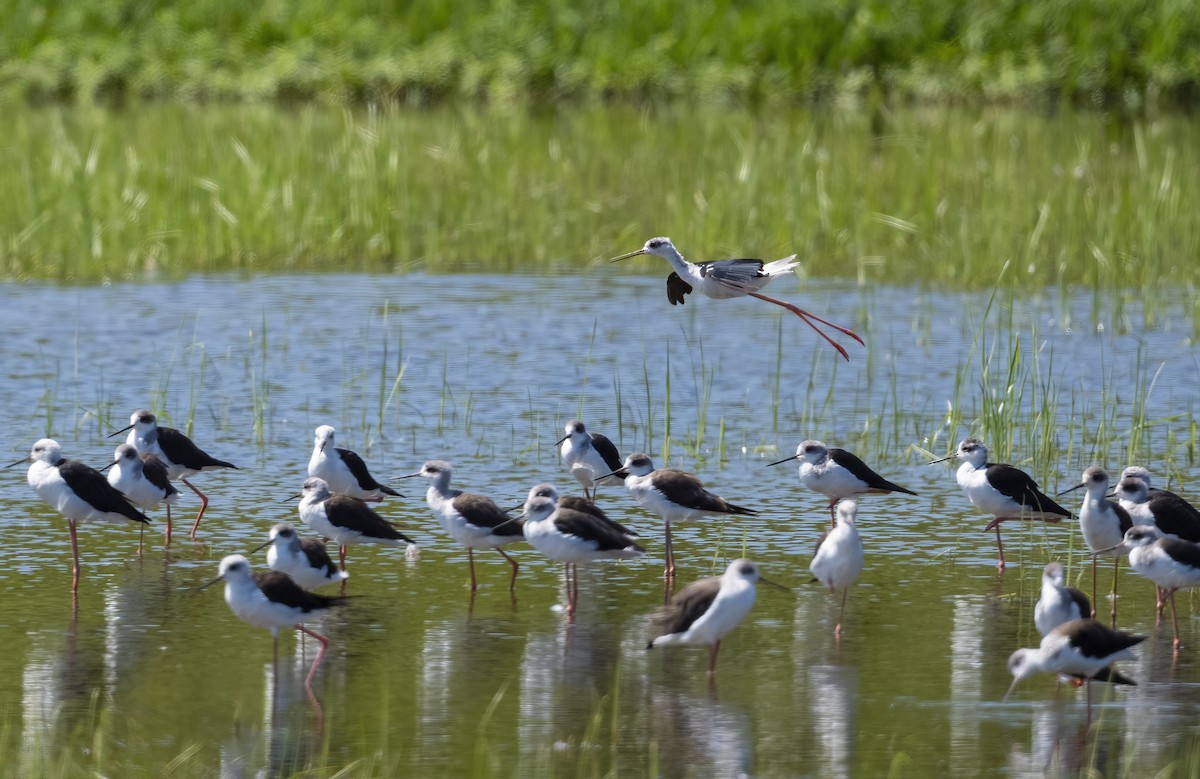 Black-winged Stilt - ML646129027