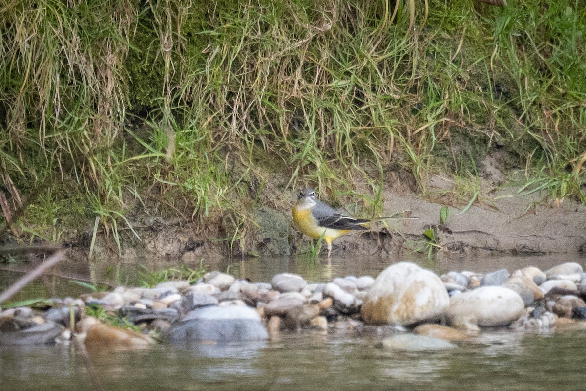 konipas horský - ML646129032