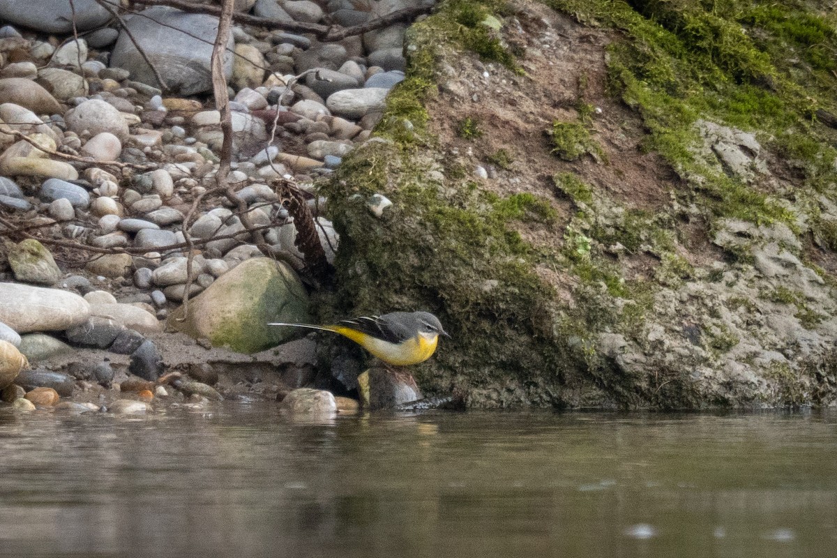 konipas horský - ML646129033