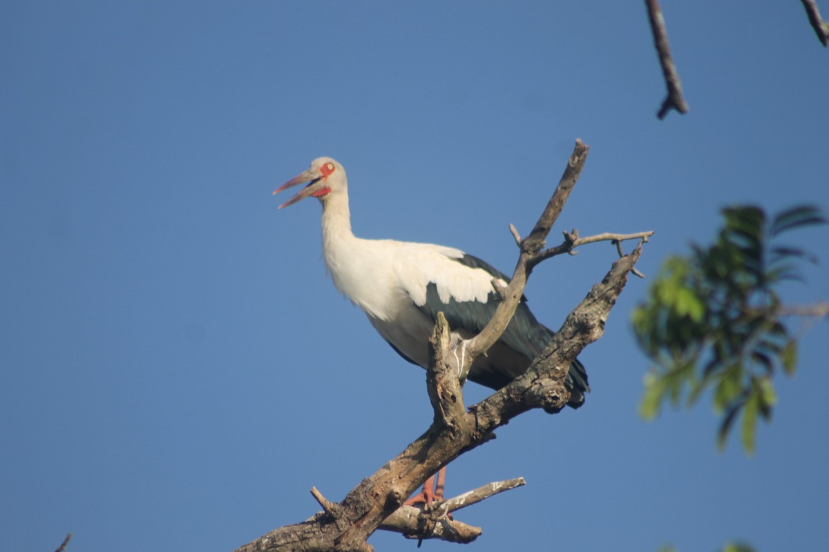 Boyalı Keşiş Leyleği - ML646129034