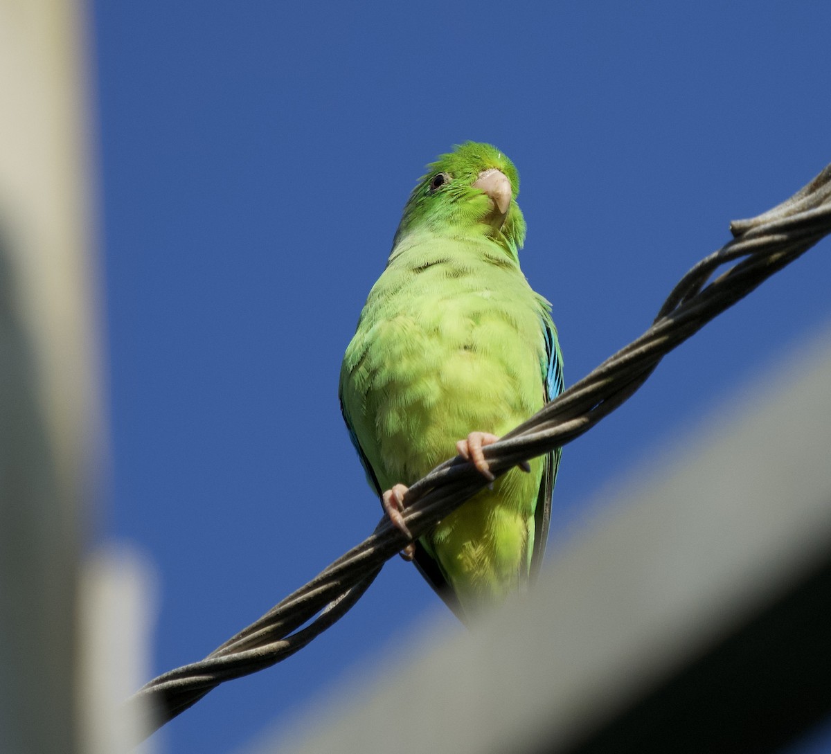 Cotorrita Aliturquesa - ML646129035