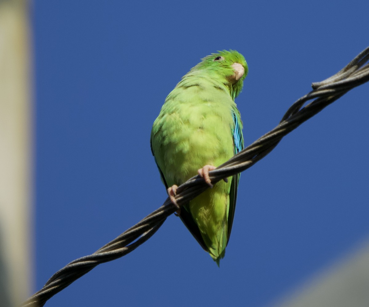 Cotorrita Aliturquesa - ML646129036