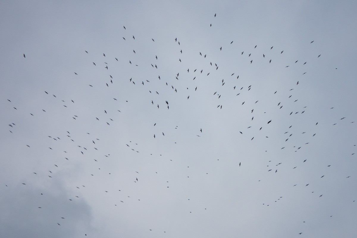 White-collared Swift - ML646129038