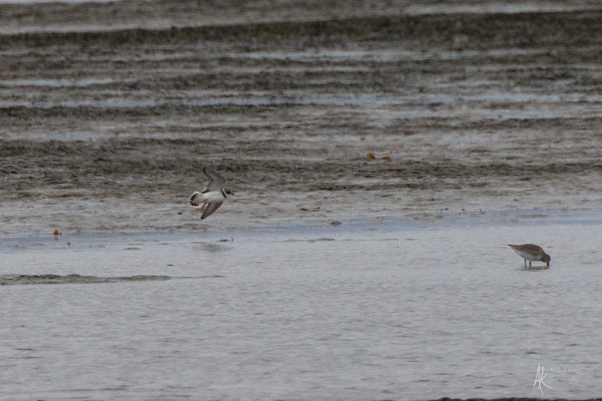 Semipalmated Plover - ML646129039