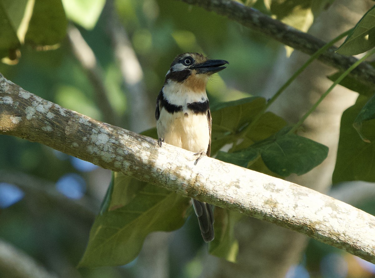 Pas Gerdanlı Pufkuşu - ML646129043