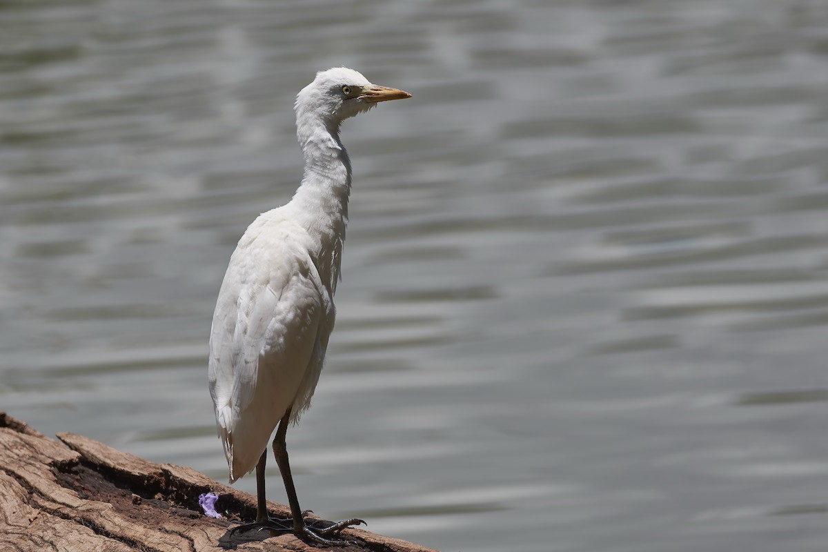 Sığır Balıkçılı - ML646129044