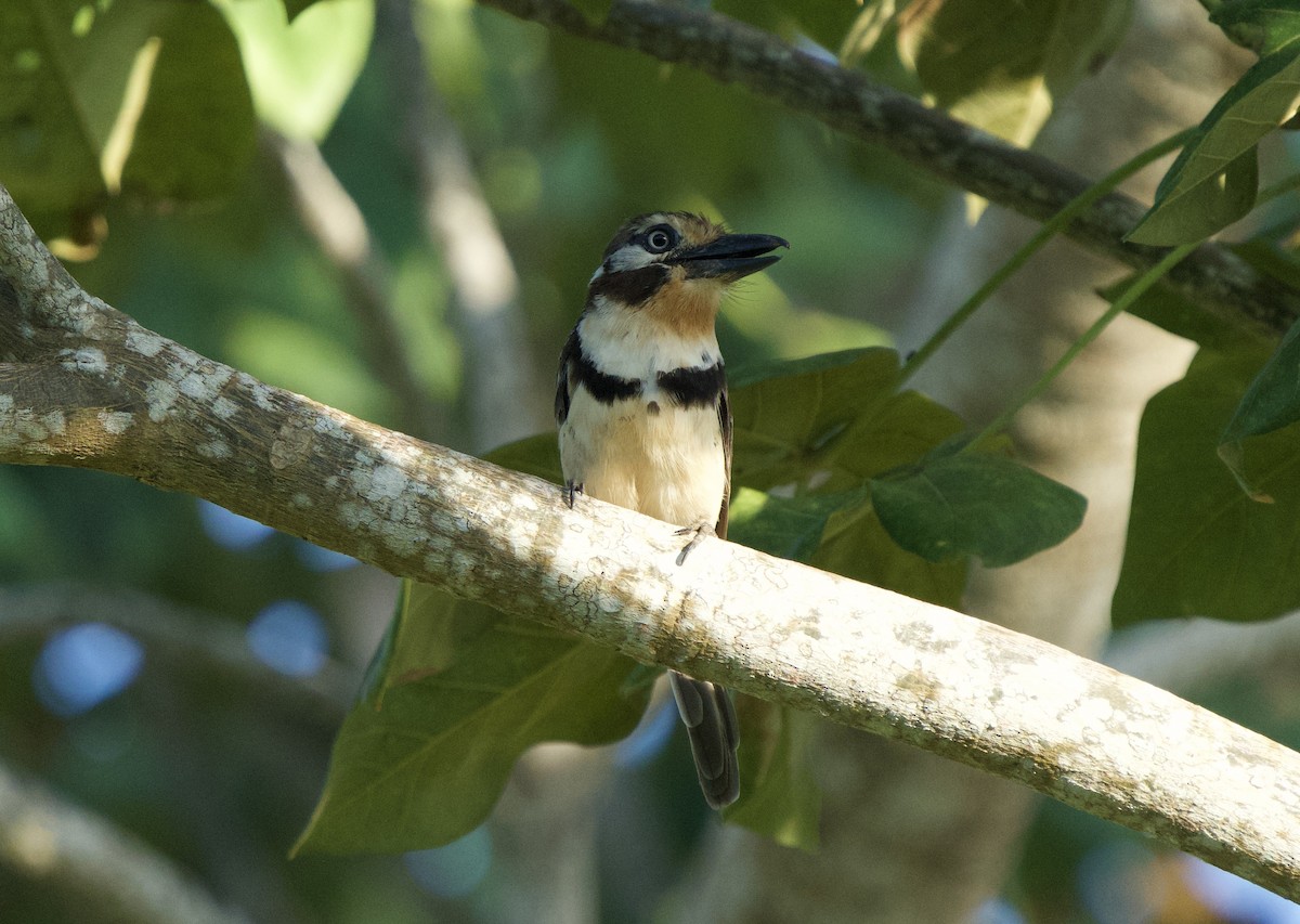 Pas Gerdanlı Pufkuşu - ML646129047