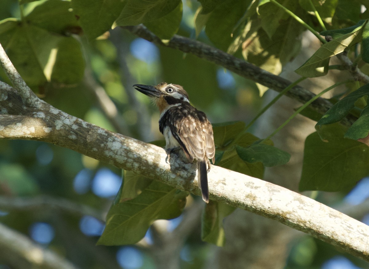 Pas Gerdanlı Pufkuşu - ML646129048