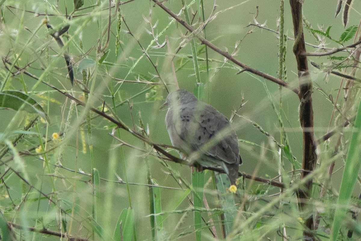 Küçük Serçe Kumrusu - ML646129055