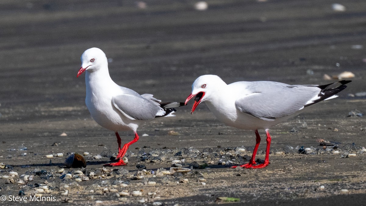 Avustralya Martısı - ML646129057