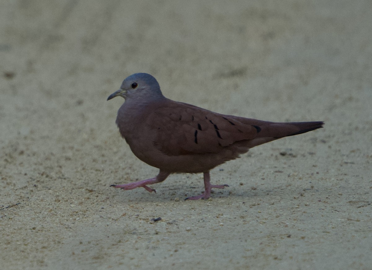 Kızıl Serçe Kumrusu - ML646129059