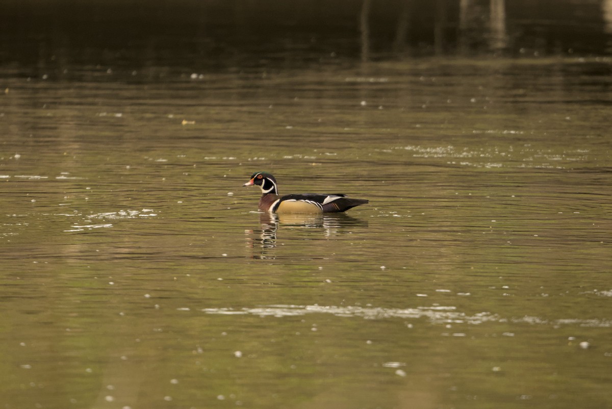 Orman Ördeği - ML646129060