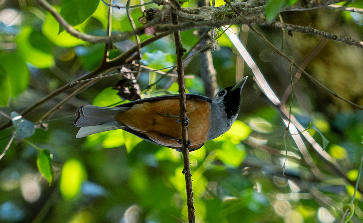 Kara Yüzlü Monark - ML646129064