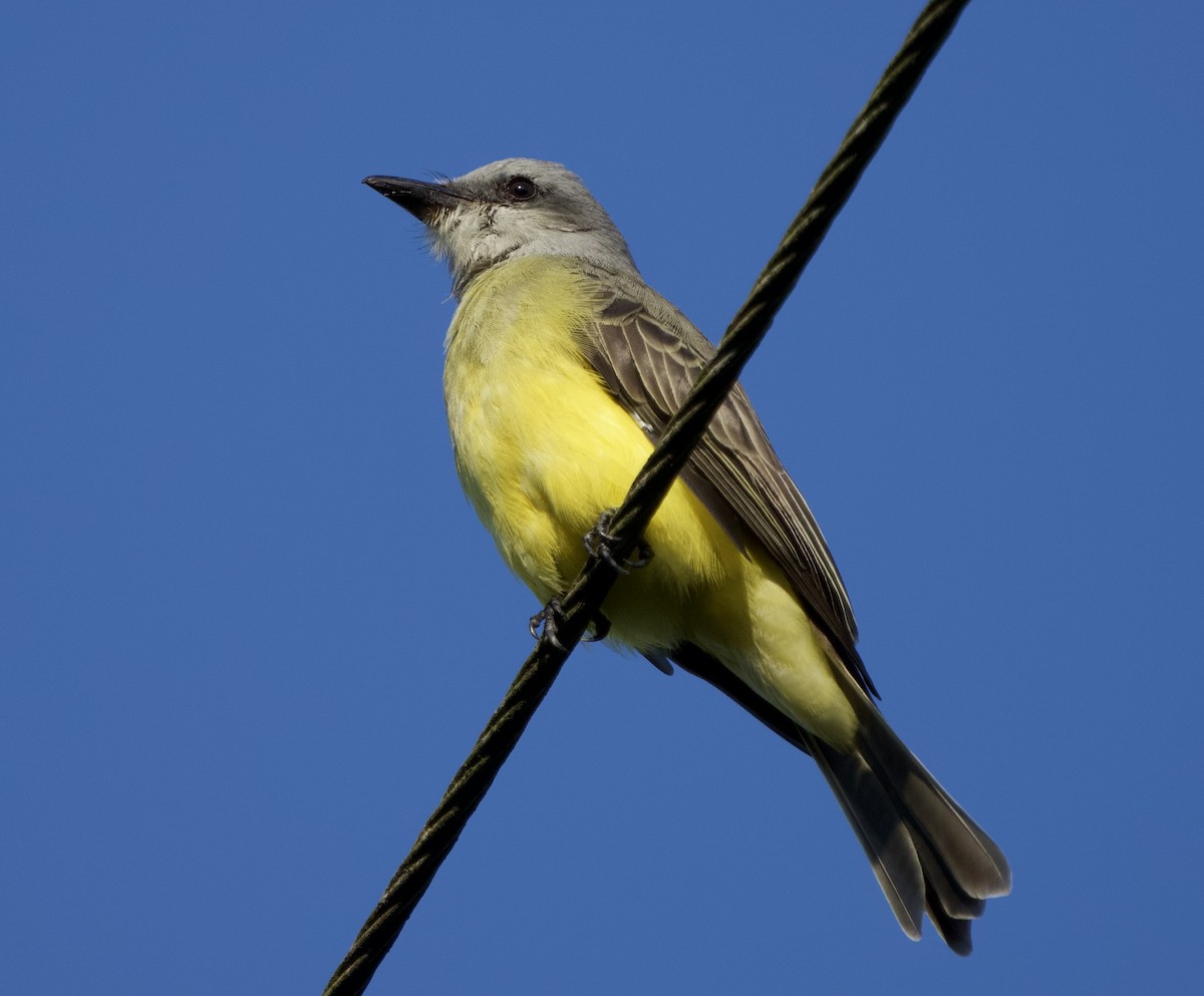 Tropikal Tiran - ML646129066