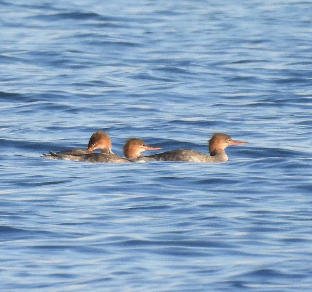 Tarakdiş - ML646129067