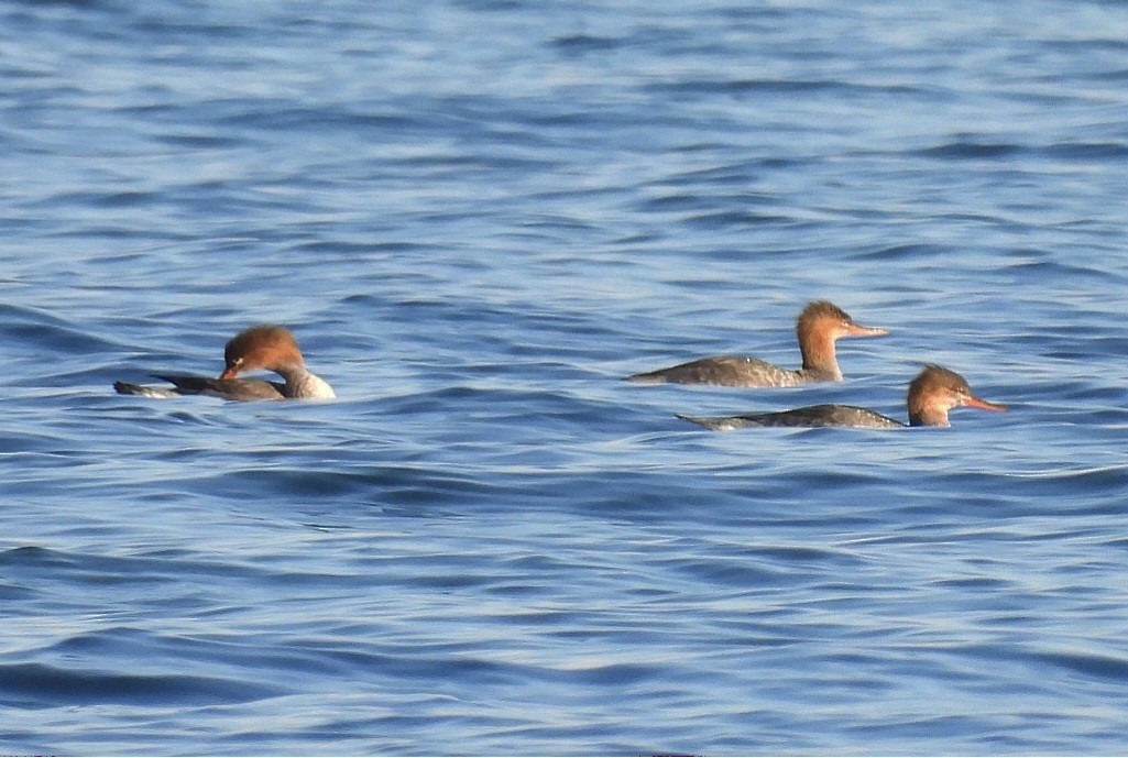 Tarakdiş - ML646129068