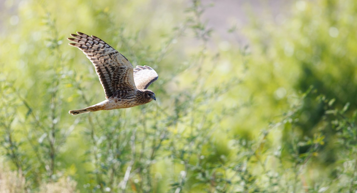 Amerika Delicesi - ML646129070