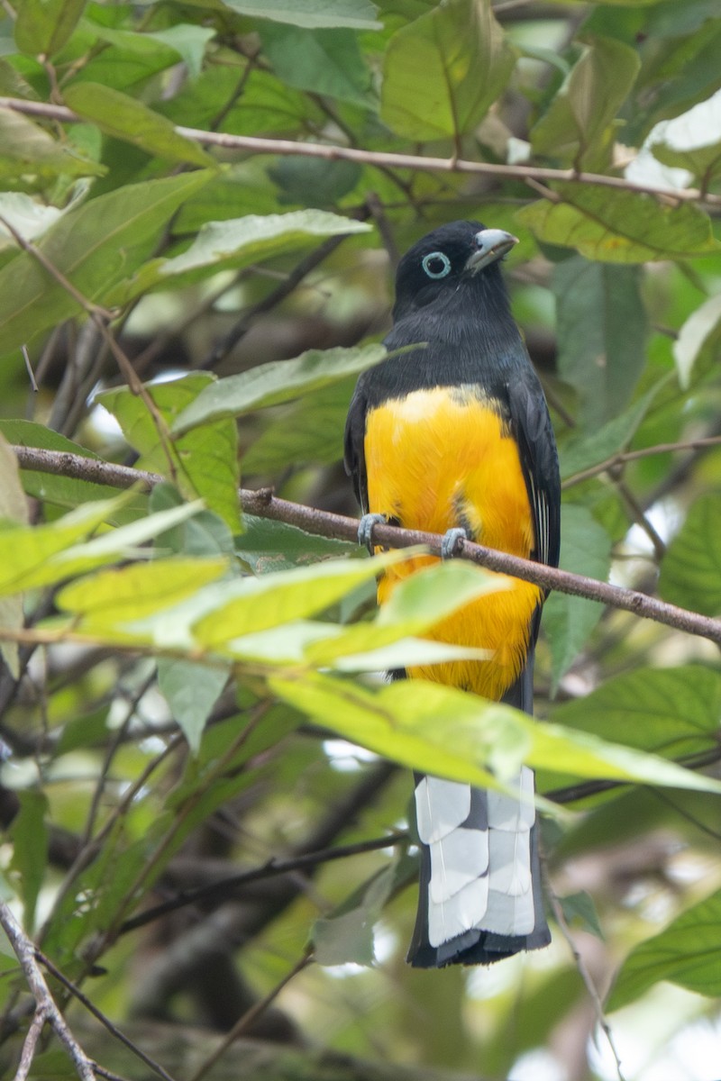 Kara Başlı Trogon - ML646129071