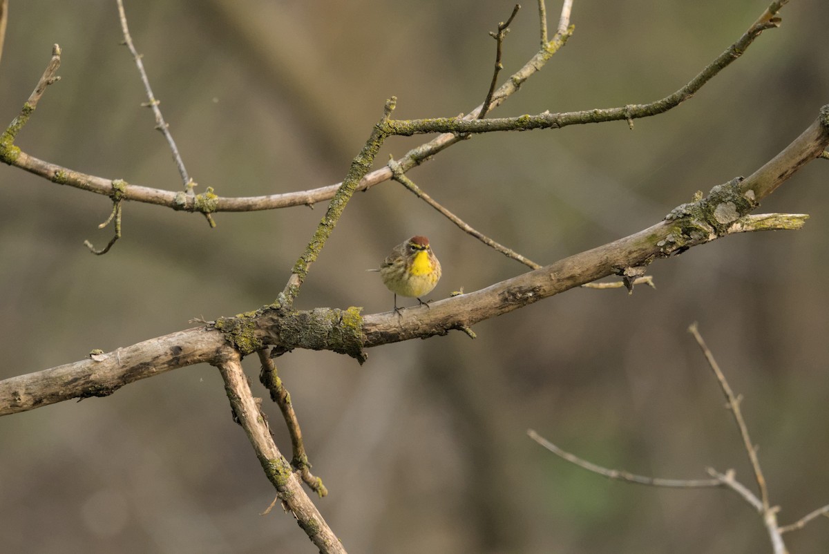 Palmiye Ötleğeni - ML646129074