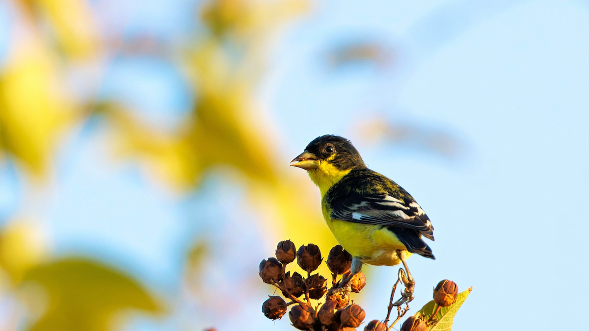 Sarı-Siyah İskete - ML646129083