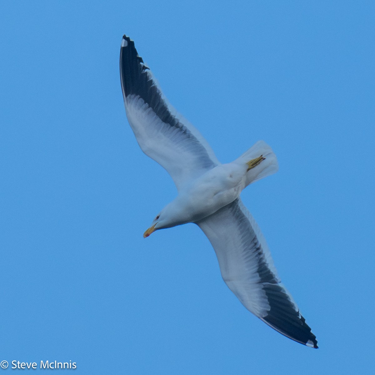 Yosun Martısı - ML646129084