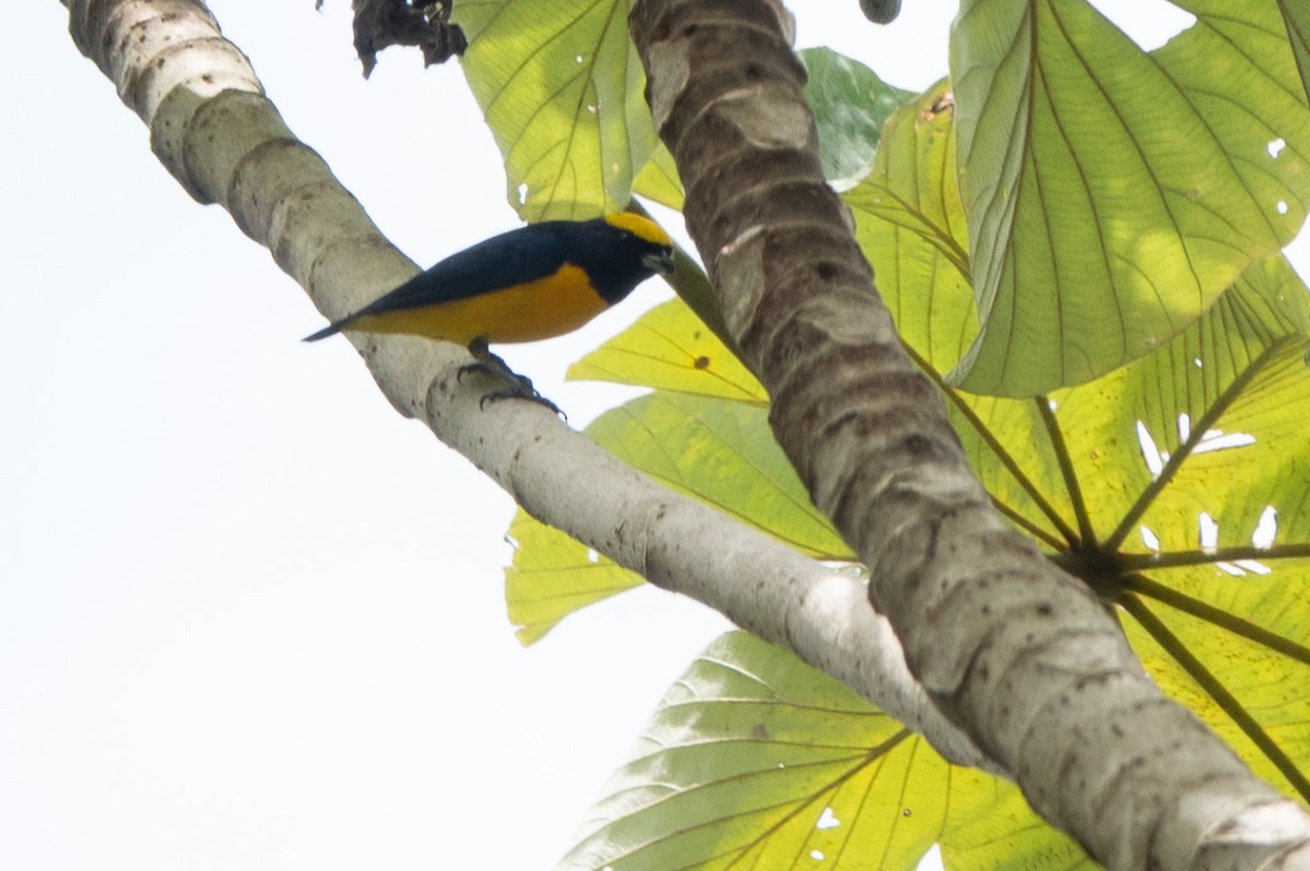 Sarı Başlıklı Öfonya - ML646129086