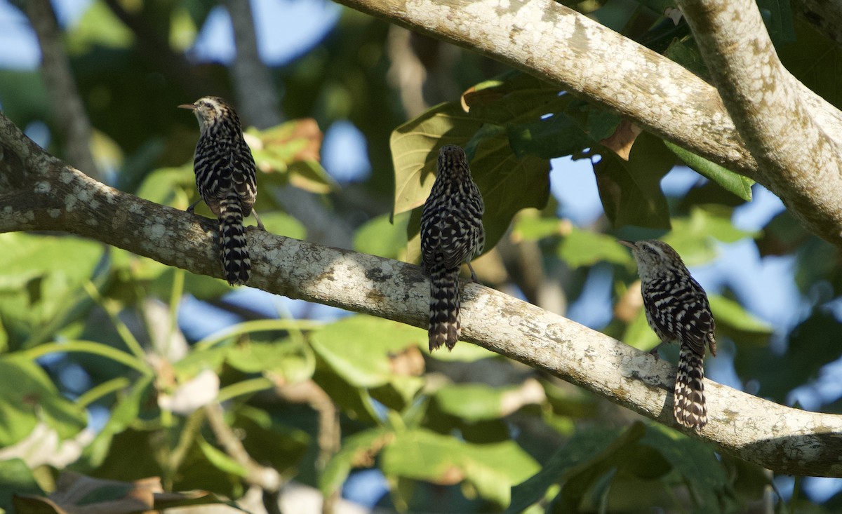 Çizgili Sırtlı Çıtkuşu - ML646129087