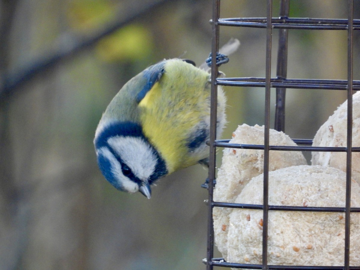 Mavi Baştankara - ML646129088