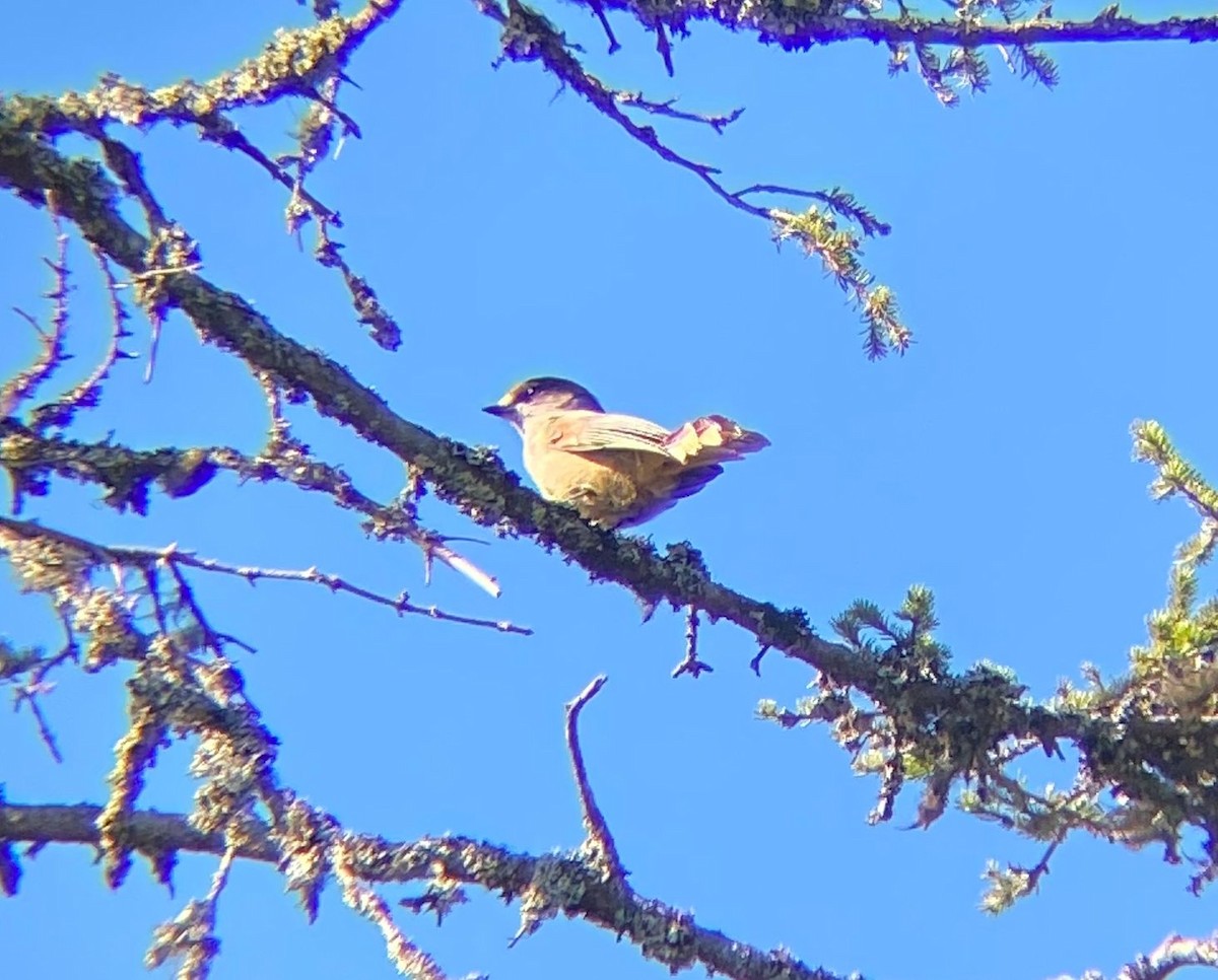 Siberian Jay - ML646129090