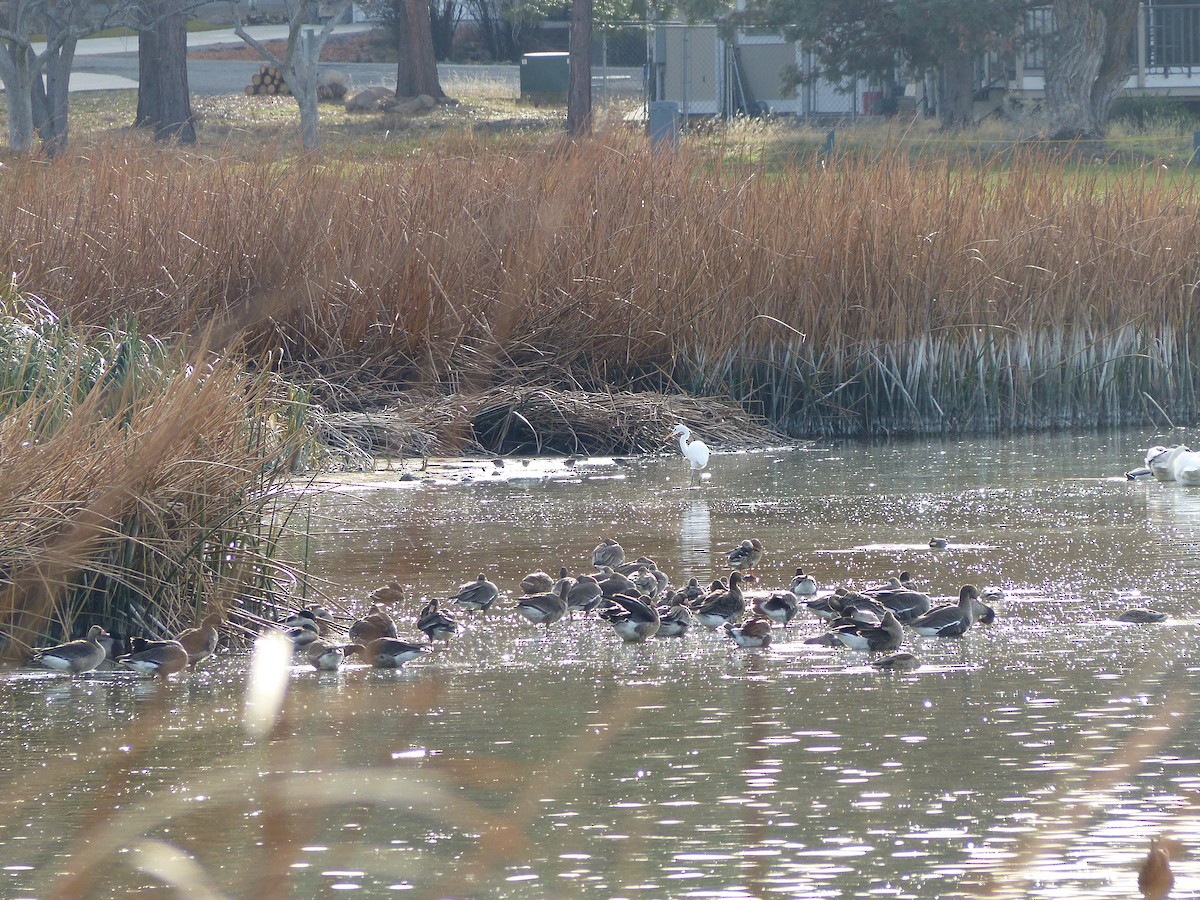 Wilson's Snipe - ML646129108