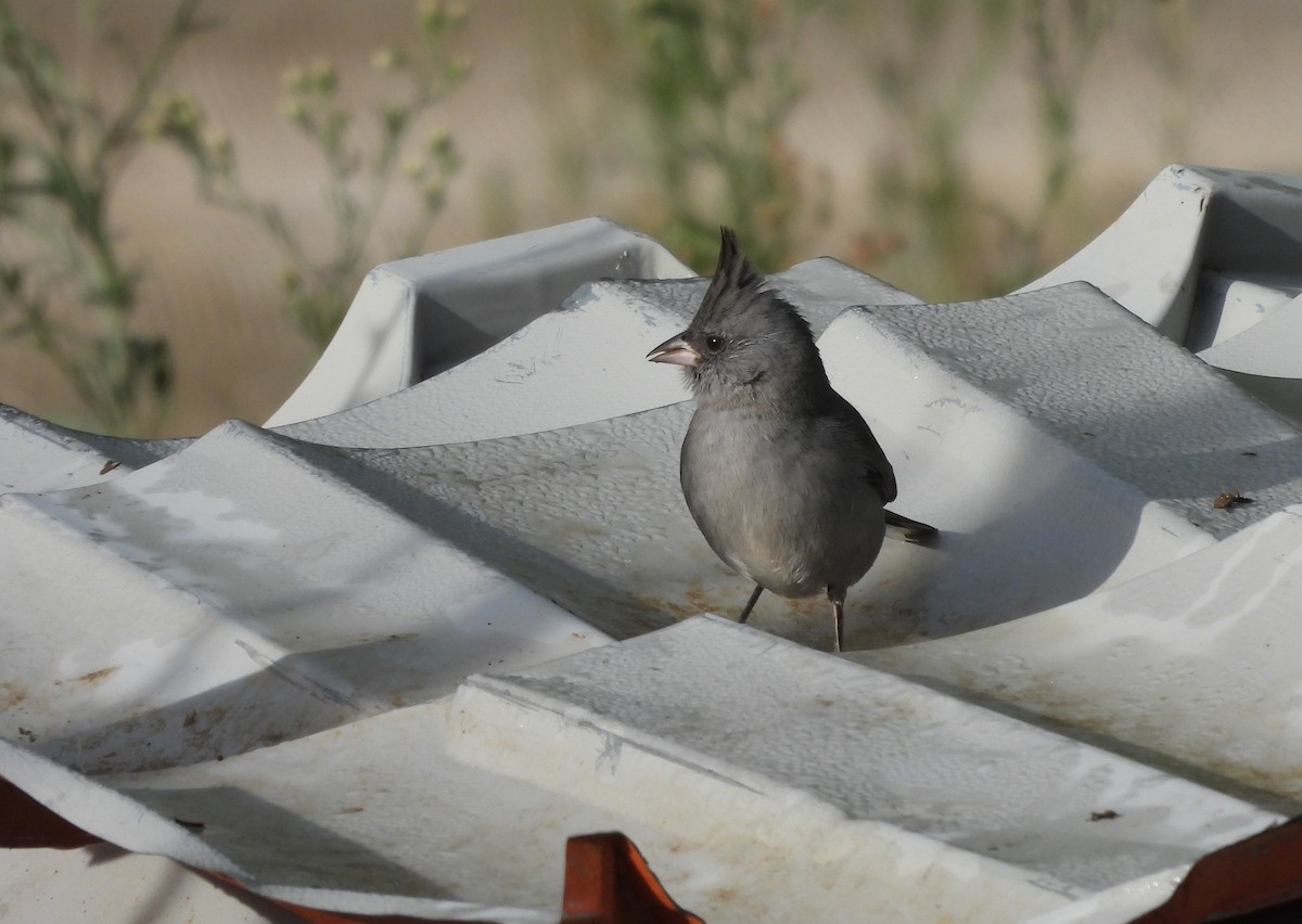 Gray-crested Finch - ML646129109