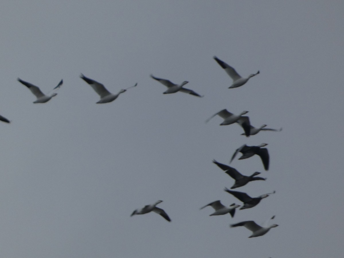 ハクガン - ML646129112