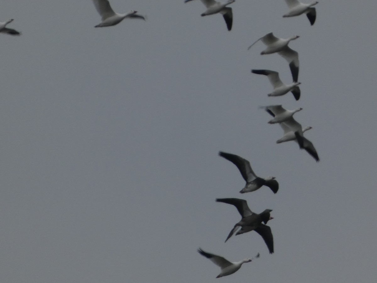 ハクガン - ML646129113