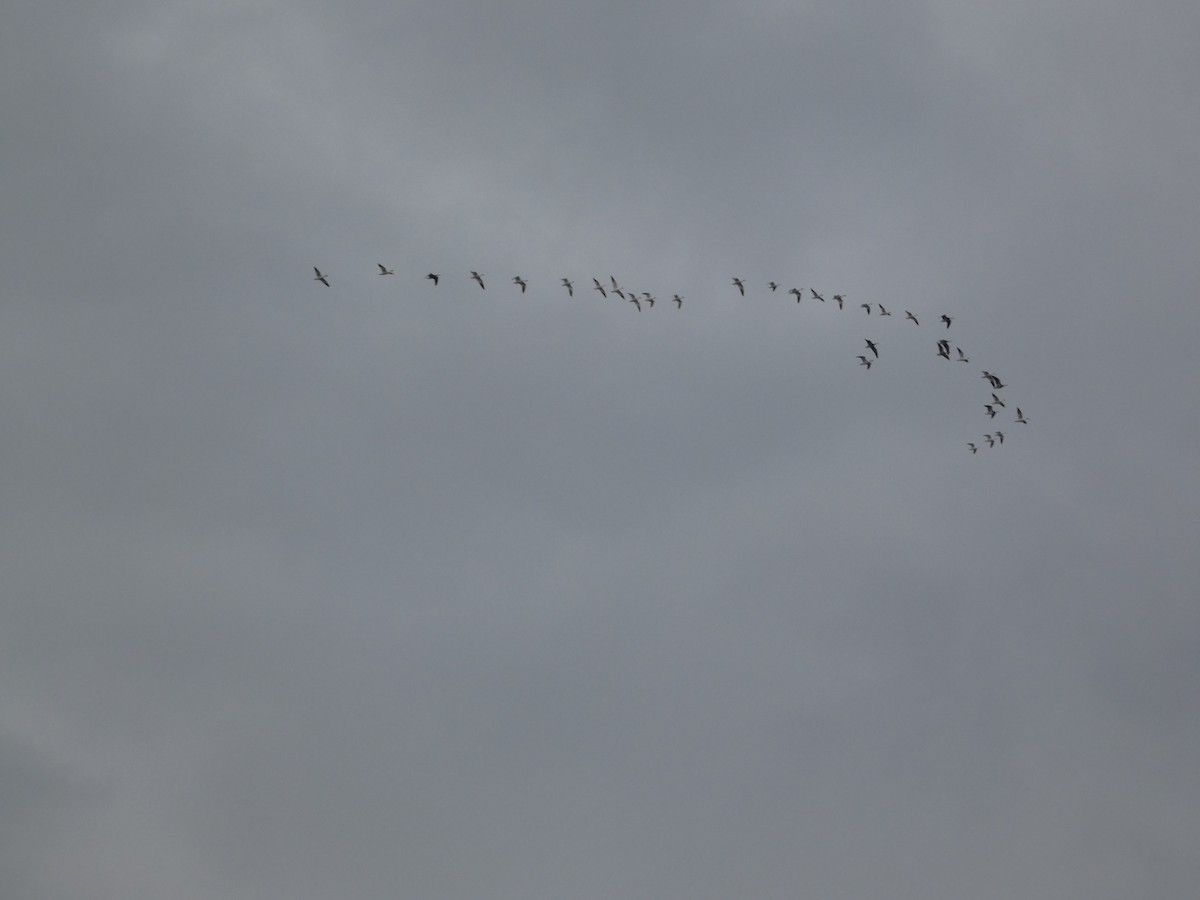 ハクガン - ML646129114