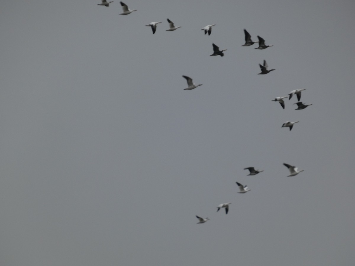 ハクガン - ML646129115