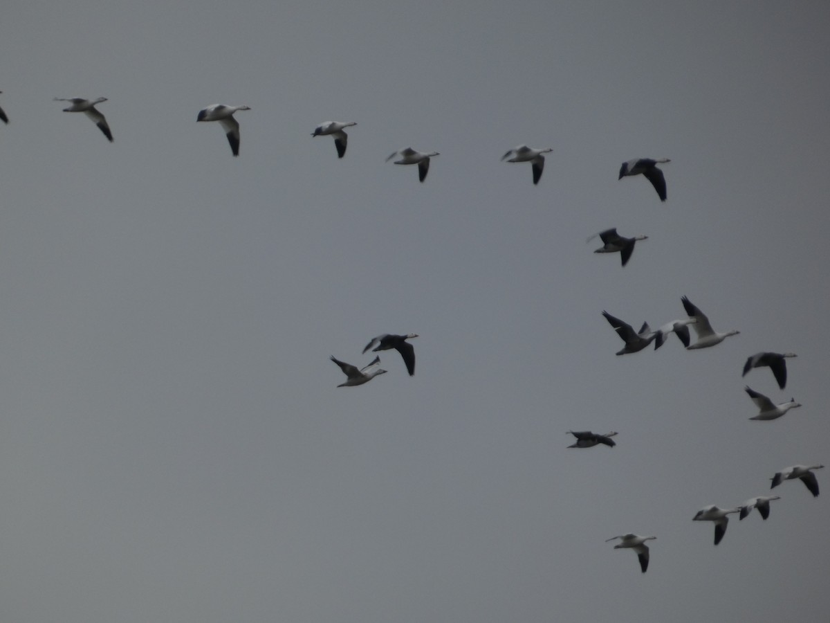 ハクガン - ML646129116