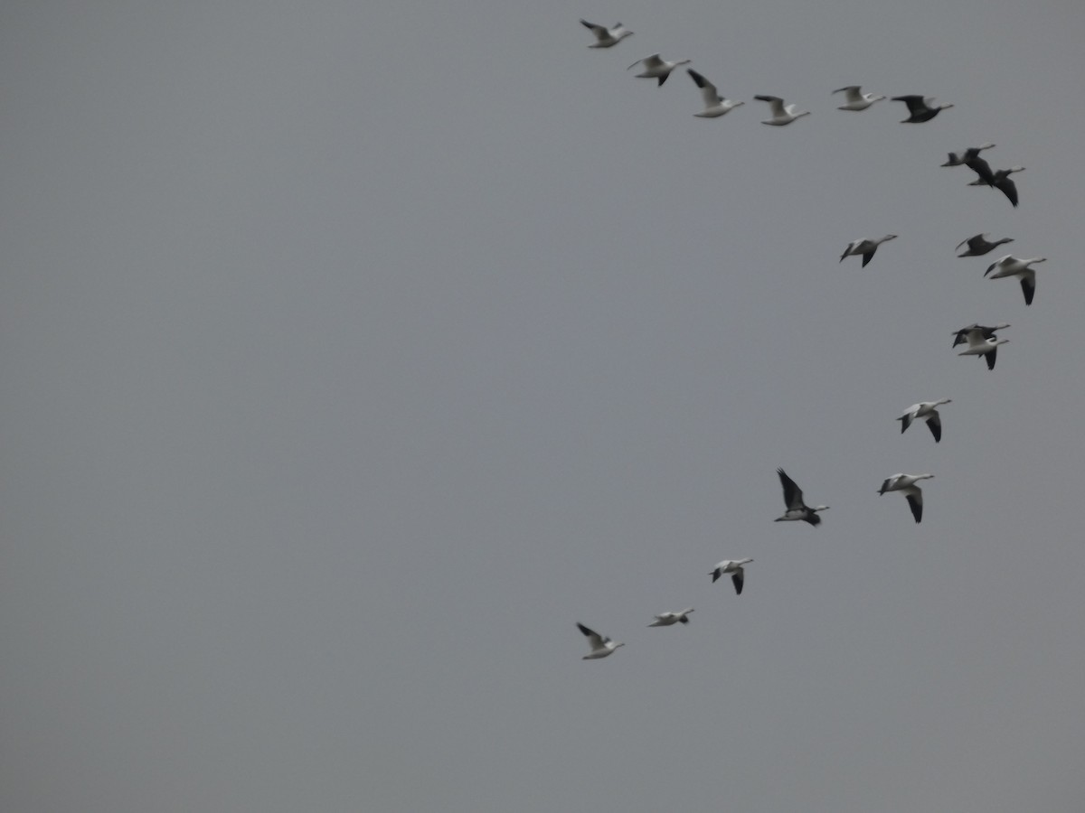 ハクガン - ML646129117